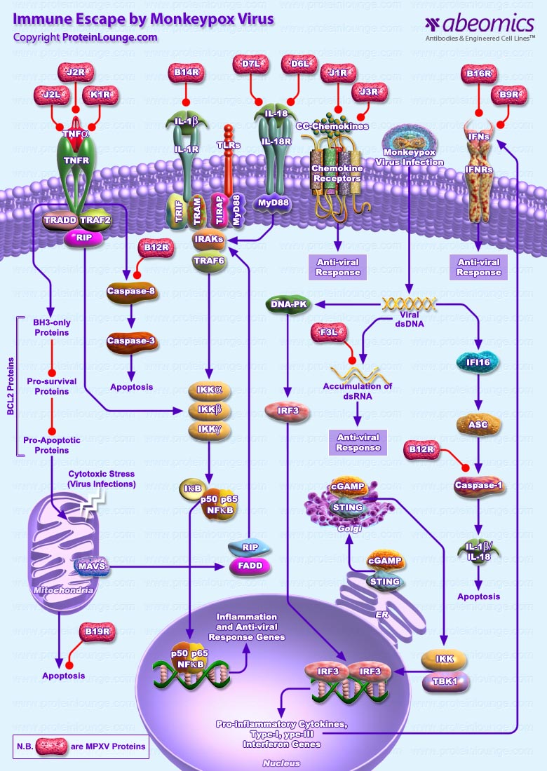 Immune escape by monkeypox virus